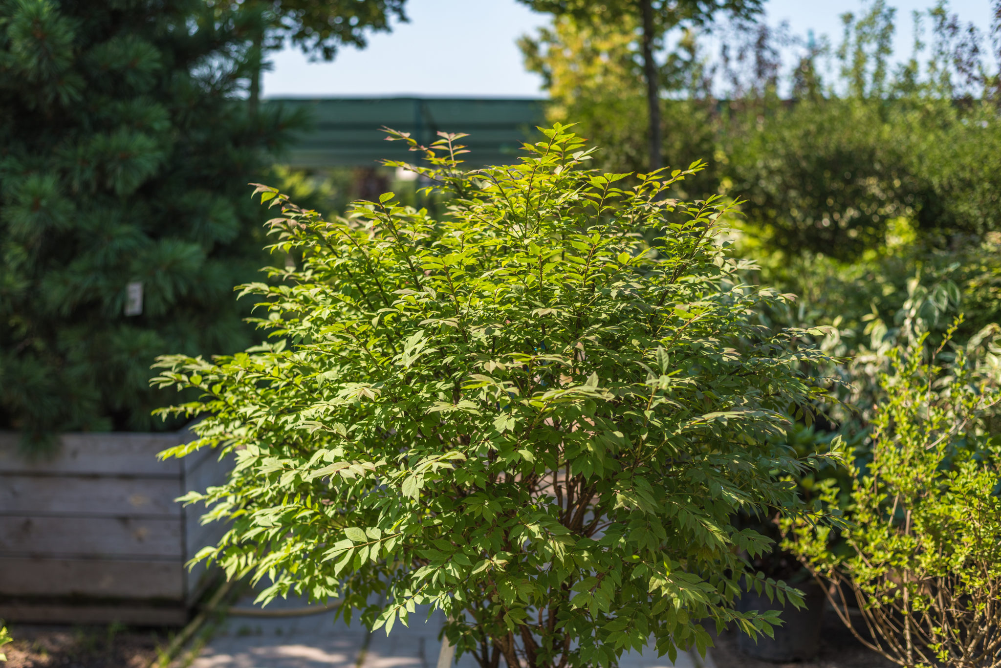 бересклет компактус купить в алматы питомник растений plants 87024648038